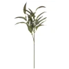 SPEEDTSBERG 214931 Eukalyptus