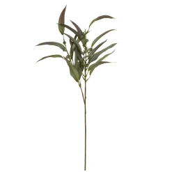 SPEEDTSBERG 214931 Eukalyptus